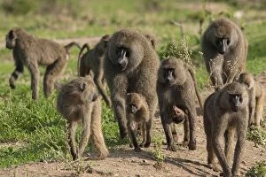 Baboons Gallery: Olive Baboons - troop