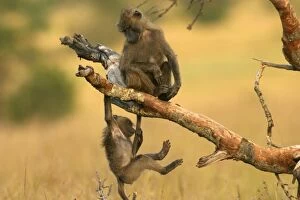 Olive Baboons - Young baboons playing in trees