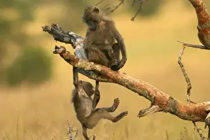 Olive Baboons Young baboons playing in trees Maasai Mara, Kenya, Africa