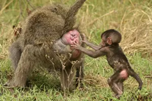 Olive Baboons Young holding onto bottom of adult Maasai Mara, Kenya, Africa