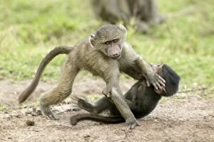 Olive Baboons - Young play fighting