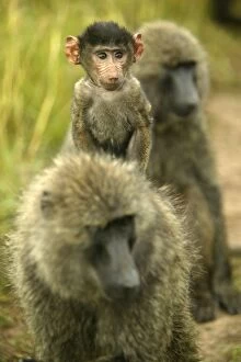 Images Dated 25th August 2003: Olive Baboons Young riding on the back of adult Maasai Mara, Kenya, Africa