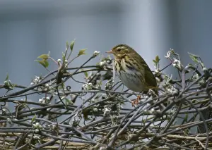 Pipit Prints: Olive-backed / Indian Tree Pipit