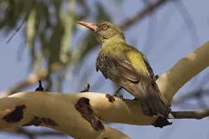 Oriole Prints: Olive-backed Oriole At Galvan's Gorge, Gibb River Road, Kimberley, Western Australia