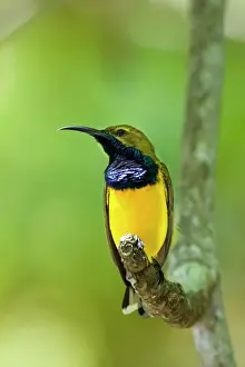 Olive-backed Sunbird - colourful male adult sitting on a branch showing off its brightly coloured throat - Queensland, Wet Tropics World Heritage Area, Australia