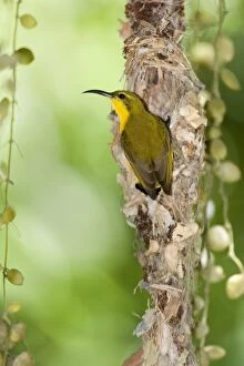 Images Dated 14th September 2008: Olive-backed Sunbird - female adult in the process of building a filigrane hanging nest made out