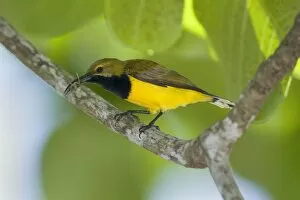 Images Dated 14th September 2008: Olive-backed Sunbird - male adult sitting on a branch having just caught a spider which is still