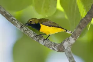 Olive-backed Sunbird - male adult sitting on a branch having just caught a spider which is still in its long and crooked beak - Queensland, Wet Tropics World Heritage Area, Australia