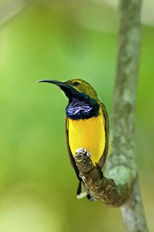 Images Dated 15th September 2008: Olive-backed / Yellow-bellied Sunbird - colourful male