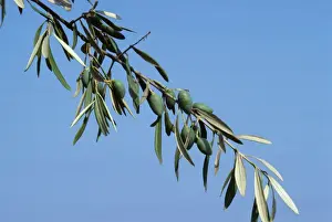 Olive branch