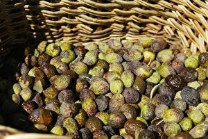 Images Dated 20th December 2005: Olive Fruit - picked in a basket - La Drome Provencale - France