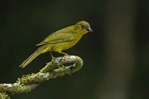 Olive-green Tanager, Atlantic Forest, Sao Paulo