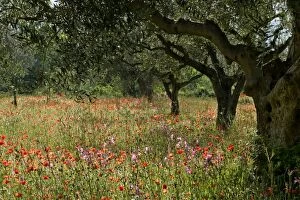 Images Dated 3rd May 2006: Olive grove with flowering meadow of Field Gladiolus and Field Poppy Val d Orcia, Tuscany, Italy
