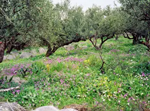 Greece Prints: Olive Grove - with wildflowers Mani Peninsula, Peloponnese, Greece