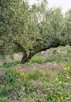 Olive Grove - with wildflowers Mani Peninsula, Peloponnese, Greece