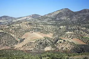 Plantations Prints: Olive Plantations - on hill slopes, beside township Olvera, Andalucia, Spain