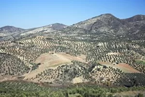 Images Dated 1st January 2008: Olive Plantations - on hill slopes, beside township Olvera, Andalucia, Spain