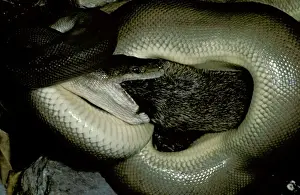 Swallowing Prints: Olive Python - Eating a bandicoot