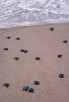 Hatchlings Prints: Olive Ridlet Turtle - hatchlings Orissa Coast, India