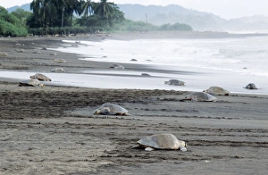Images Dated 26th August 2005: Olive Ridley / Golfina Turtle - group, many emerging from the sea