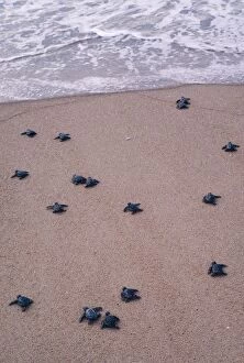 Olive Ridley / Golfina TURTLE - hatchlings approach sea