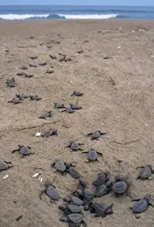 Emerging Prints: Olive Ridley / Golfina Turtle - hatchlings approach sea - after sundown the nests hatch