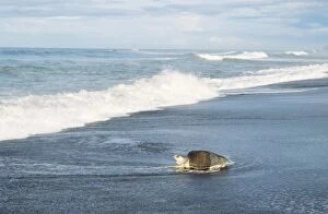 Images Dated 26th August 2005: Olive Ridley / Golfina Turtle - heading towards the water