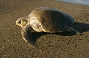 Olive Ridley / Golfina TURTLE - side view, on the sand, by the sea