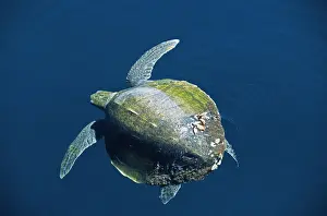 Flipper Prints: Olive Ridley Turtle