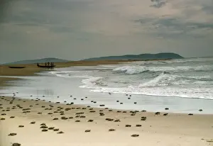 Masses Prints: Olive Ridley Turtle - hatchling making their way to the water Orissa Coast, India