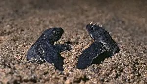 Hatchling Prints: Olive Ridley Turtle hatchlings - First two hatchlings emerge at night from a turtle nest buried in the beach sand
