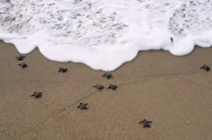 Hatchling Prints: Olive Ridley Turtle - hatchlings - Orissa Coast - India