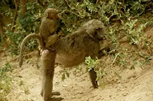 Babies On Back Prints: Olive / Savanna Baboon - with young riding on back - Samburu National Reserve - Kenya JFL05339