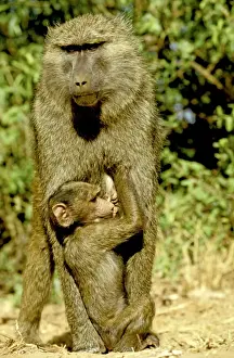 Olive / Savanna Baboon - with young - Samburu National Reserve - Kenya JFL05340