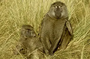 Olive / Savanna Baboon - with young - Samburu National Reserve - Kenya JFL05403