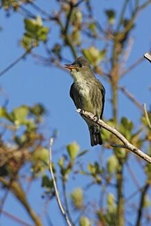 Images Dated 25th May 2006: Olive-sided Flycatcher