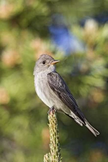 Images Dated 1st July 2013: Olive-sided Flycatcher - adult in early summer perched in tr