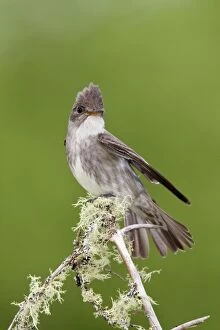 Images Dated 7th June 2010: Olive-sided Flycatcher - June