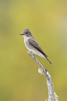 Flycatchers Prints: Olive-sided Flycatcher. Maine in June. USA