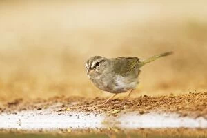 Images Dated 2nd May 2012: Olive Sparrow
