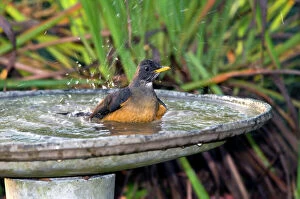 South Africa Collection: Olive Thrush - bathing in birdbath - East and southern Africa, especially highland areas
