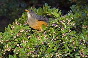 Olive Thrush