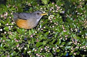 Images Dated 10th May 2009: Olive Thrush - on cat thorn bush (Scutia myrtina)
