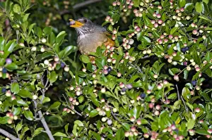 Berries Prints: Olive Thrush - feeding on fruits of cat thorn bush (Scutia myrtina) - Grahamstown
