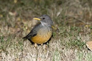 Images Dated 21st January 2007: Olive Thrush. Inhabits montane and coastal forests and scrub; well adapted to surburban areas