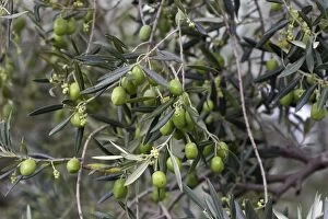 Images Dated 28th October 2004: Olive Tree - close-up of fruits. South of france