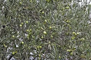 Images Dated 28th October 2004: Olive Tree - close-up of fruits. South of france