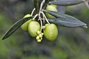 Images Dated 29th October 2004: Olive Tree - close-up of fruits. South of france