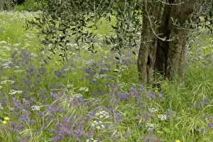 Spice Prints: Olive tree in meadow olive tree in flowering spring meadow mainly with Common Borage (Borago officinalis) Val d Orcia
