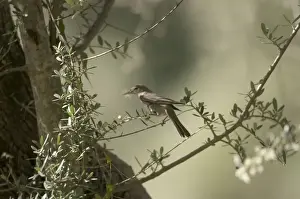Olive Tree Warbler with nesting material in beak In olive grove Southern Turkey